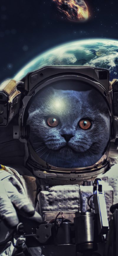 Fond d'écran Cat In Space 4k sur iPhone