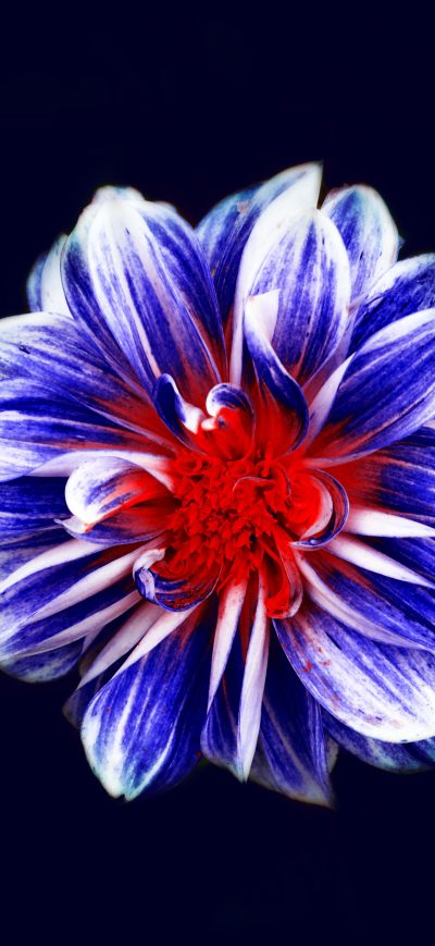 Fond d'écran iPhone Colorful Flower Art