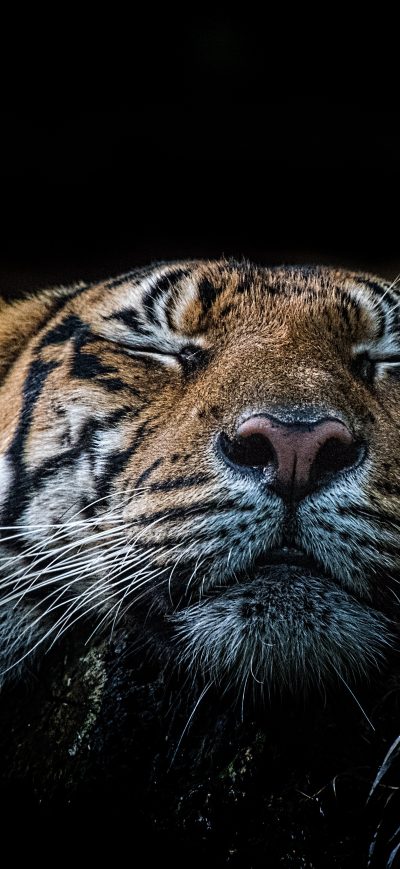 Fond d'écran Tiger 5k sur iPhone