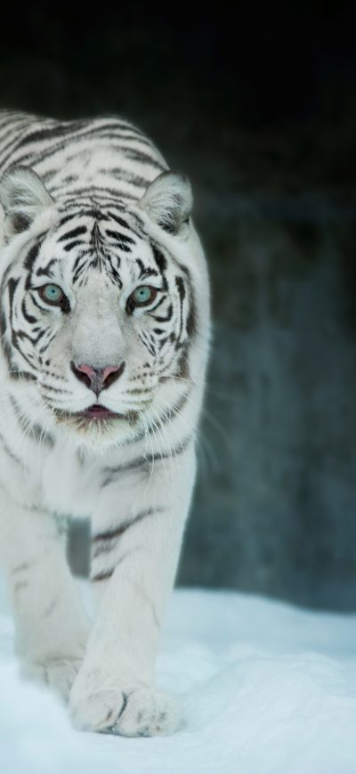 Fond d'écran iPhone White Tiger In Snow