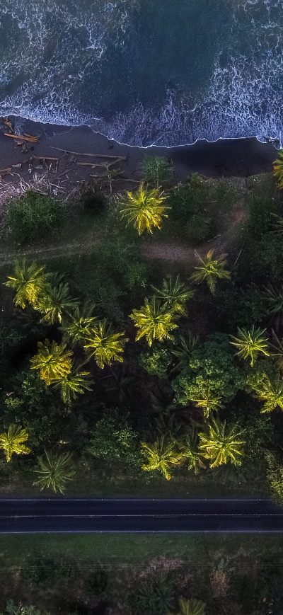 Fond d'écran iPhone Aerial Shot Of Trees 4k