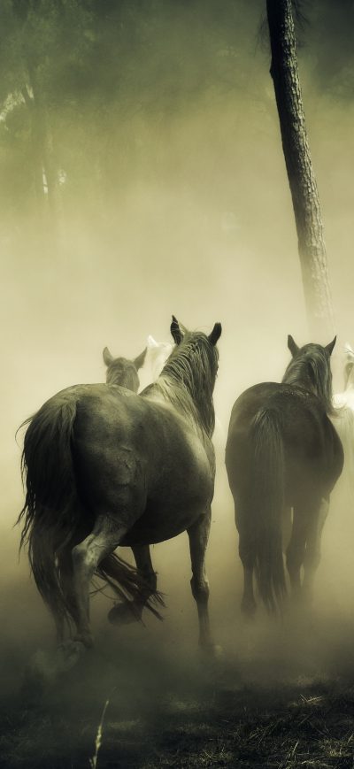 Fond d'écran iPhone Horses Group Running 5k