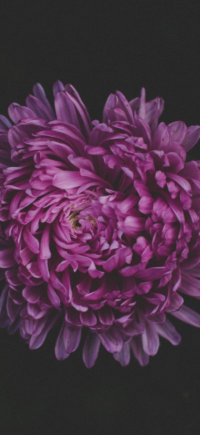 Fond d'écran iPhone Purple Flower Blossom 5k