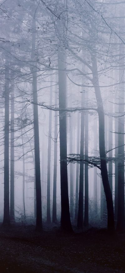 Fond d'écran iPhone Fog Forest Morning 4k