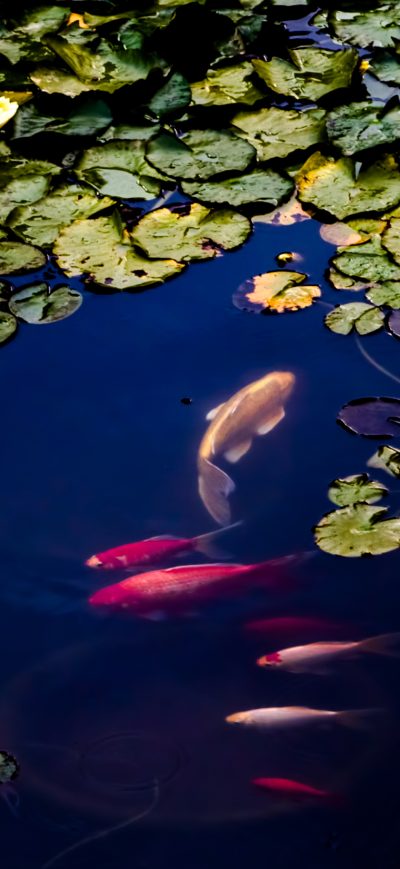 Fond d'écran iPhone Fish In Pond
