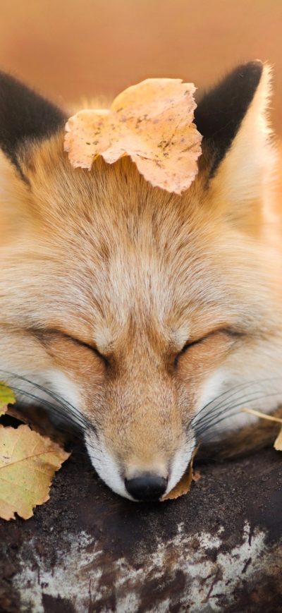 Fond d'écran iPhone Fox Close Eyes