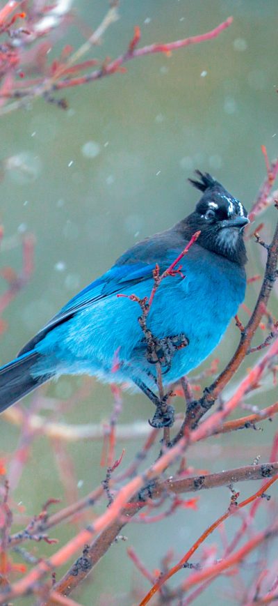 Fond d'écran Stellars Jay sur iPhone