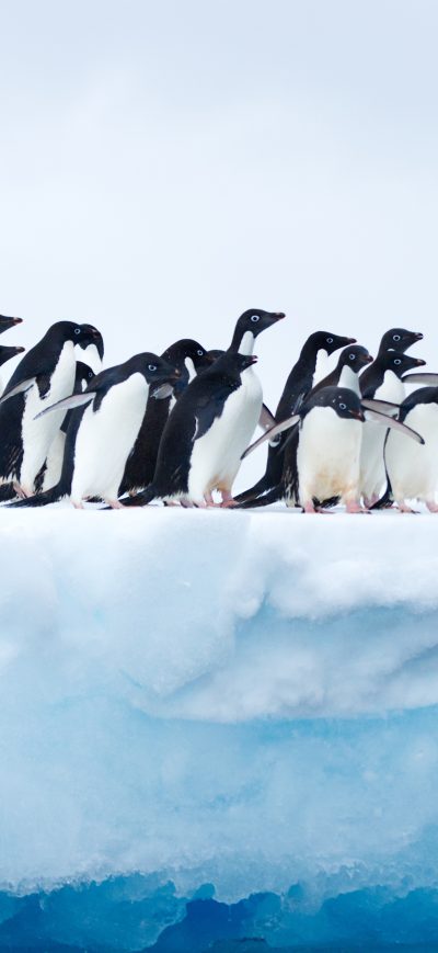 Fond d'écran iPhone Penguins In Antarctica