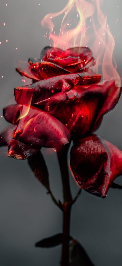 Fond d'écran iPhone Burning Rose 4k