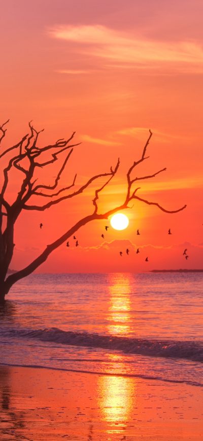Fond d'écran iPhone Trees Sunset Birds Water Body 4k