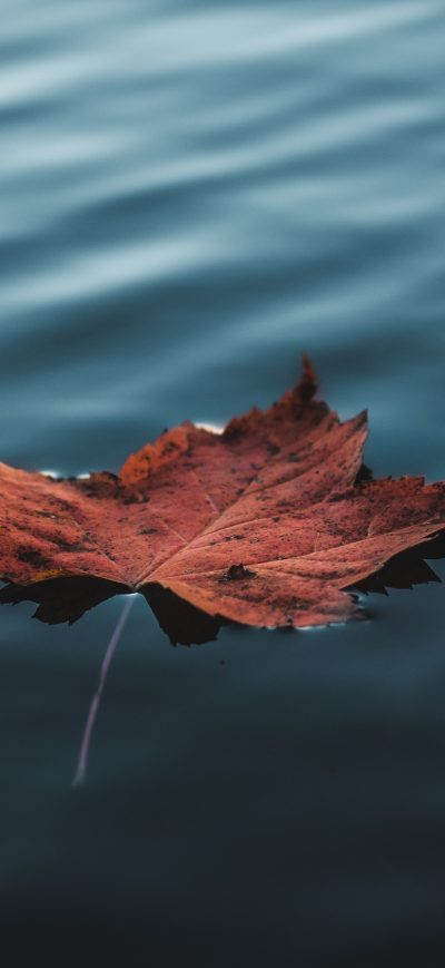 Fond d'écran iPhone Orange Autumn Leaf Floating On Water