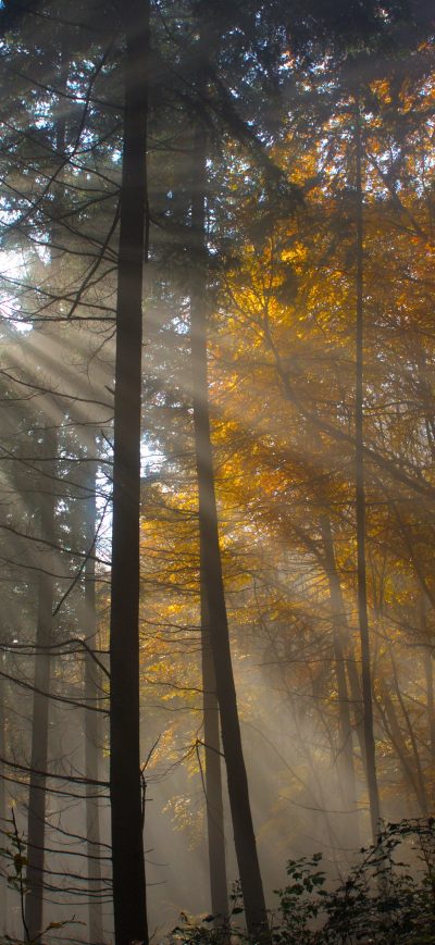Fond d'écran iPhone Tree Nature Wood Sun Fog Leaf Dawn Light