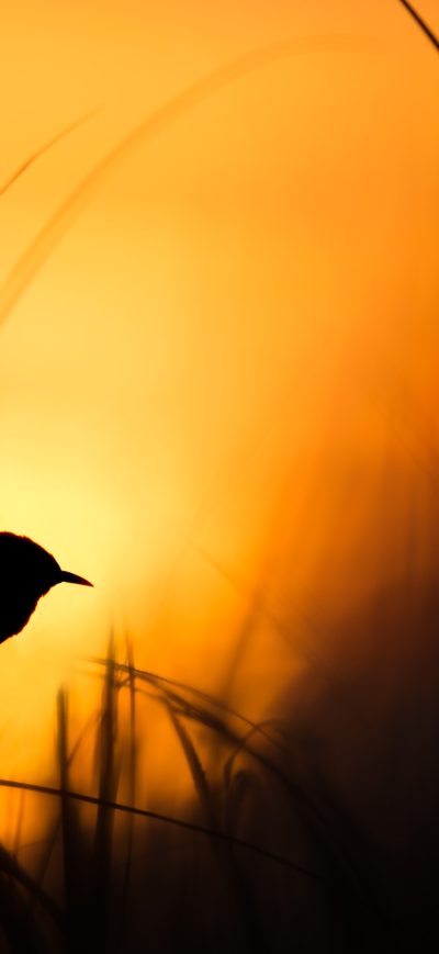 Fond d'écran iPhone Bird Silhouette 4k