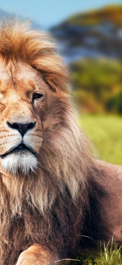 Fond d'écran iPhone Lion 4k