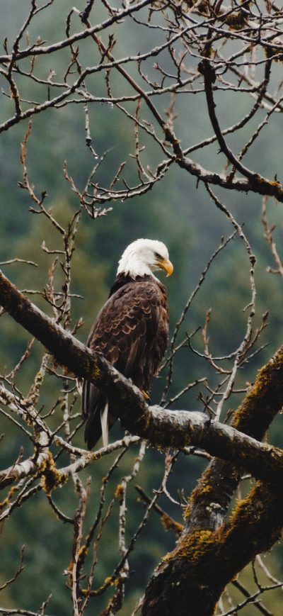 Fond d'écran iPhone Bald Eagle Sitting On Branch 4k