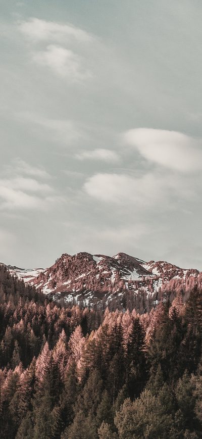 Fond d'écran iPhone Brown Leaf Trees Winter Outdoors 4k