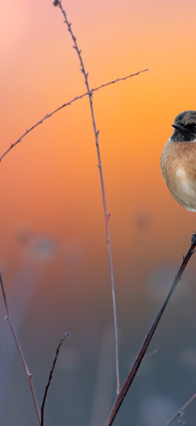 Fond d'écran iPhone European Stonechat 5k