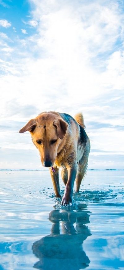 Fond d'écran iPhone Dog On Lake
