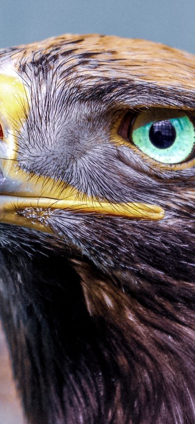 Fond d'écran iPhone Eagle Glowing Eye 4k