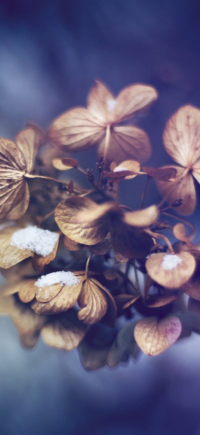 Fond d'écran Leaves Photography sur iPhone