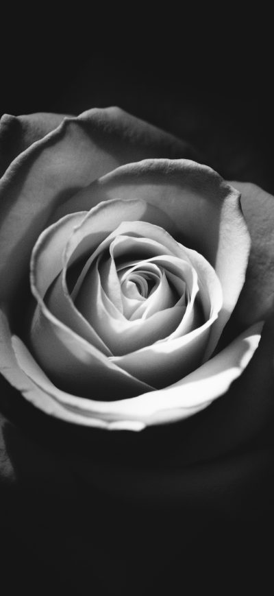 Fond d'écran Rose Dark 5k sur iPhone