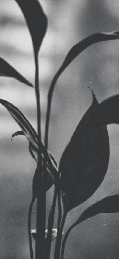 Fond d'écran iPhone Monochrome Flower Blurred