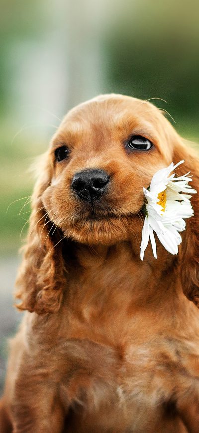 Fond d'écran iPhone Dog With Flower In Mouth