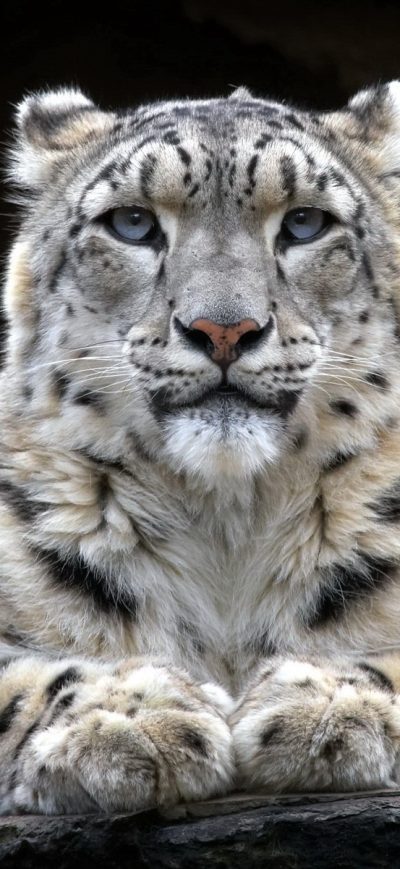 Fond d'écran iPhone Snow Leopard 2
