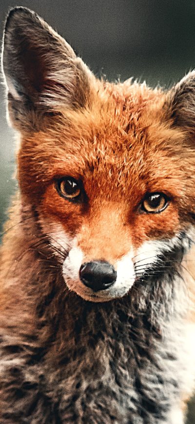 Fond d'écran Fox Depth 4k sur iPhone