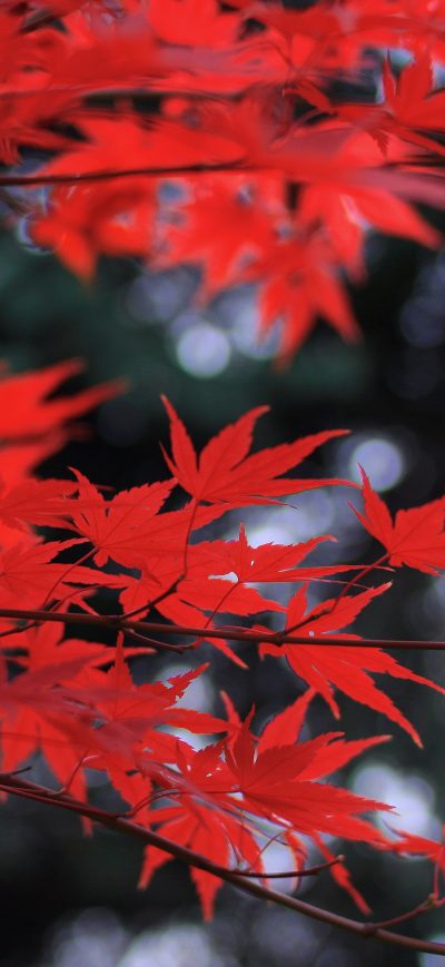 Fond d'écran iPhone Red Leaves 5k