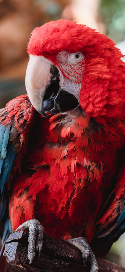Fond d'écran iPhone Macaw 4k