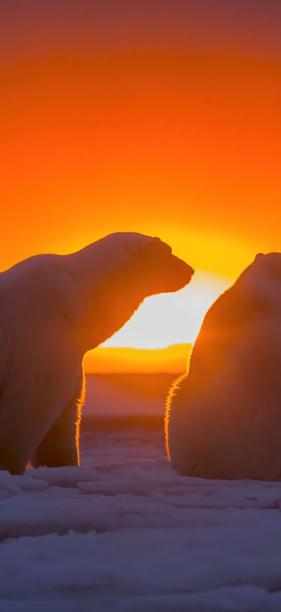 Fond d'écran iPhone Two Polar Bears Watching Sunset 4k