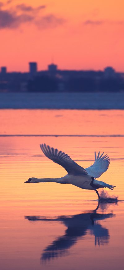 Fond d'écran iPhone Swan Take Off
