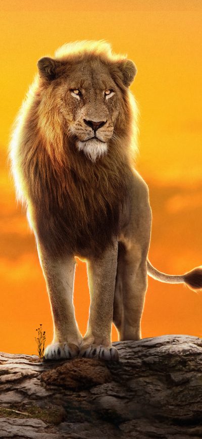 Fond d'écran iPhone 2022 The Lion King Simba