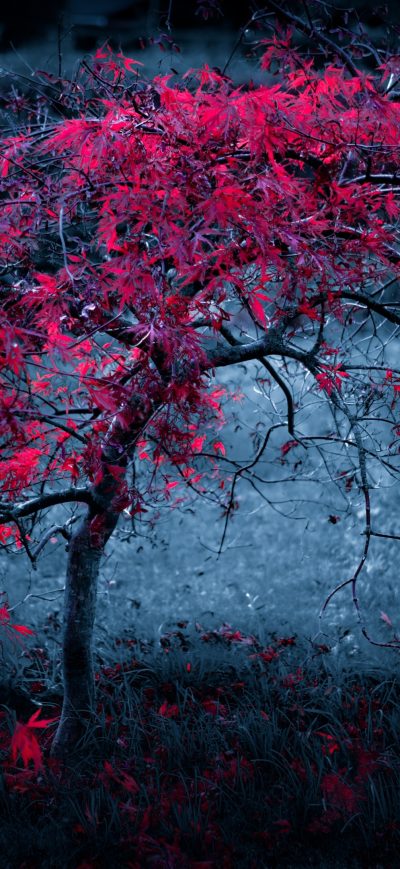 Fond d'écran iPhone Red Leaves Tree 4k