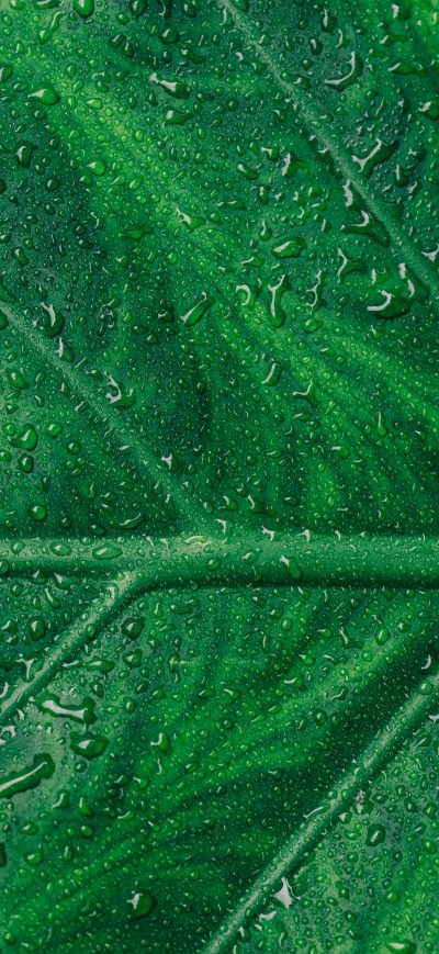 Fond d'écran iPhone Droplets On Green Leaf Macro 5k