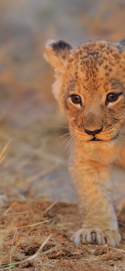 Fond d'écran iPhone Lion Cub Walking
