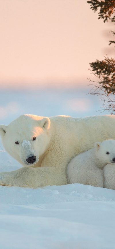Fond d'écran iPhone Polar Bear With Baby