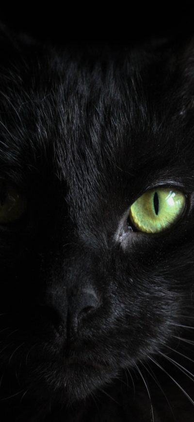Fond d'écran iPhone Black Cat Green Eyes