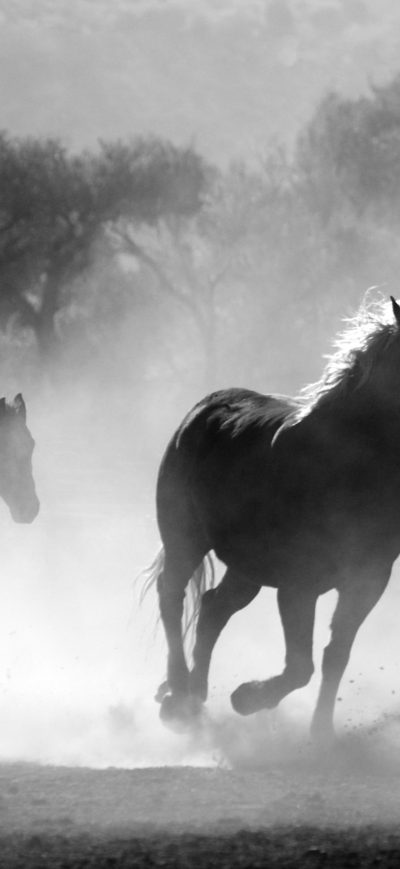Fond d'écran iPhone Horses Running Dust Monochrome 4k