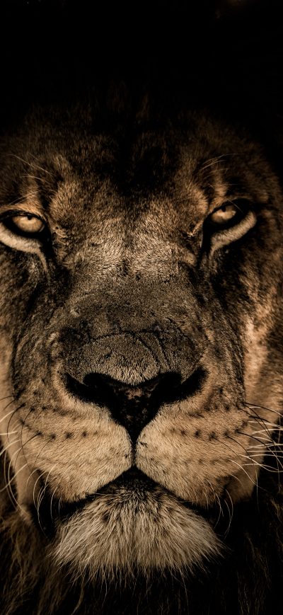 Fond d'écran iPhone African Lion Face Closeup 5k