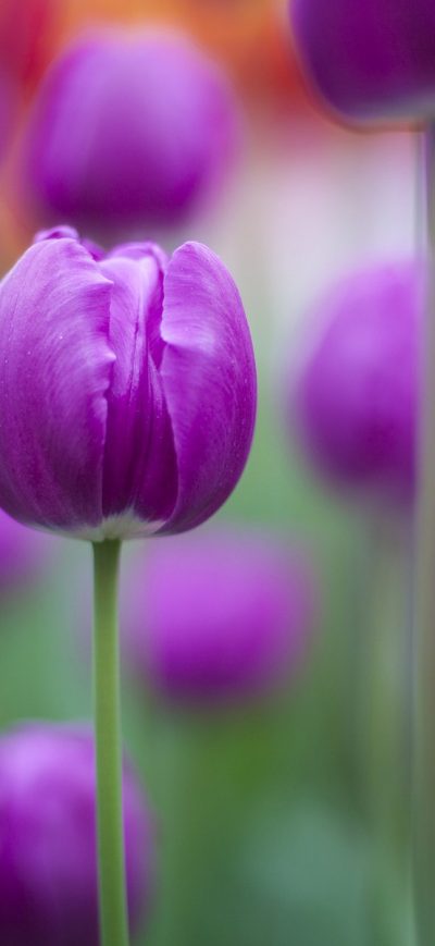 Fond d'écran iPhone Purple Colour Tulips