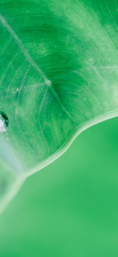 Fond d'écran iPhone Water Drop On Leaf Macro 4k