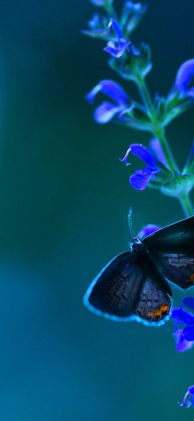 Fond d'écran iPhone Butterfly Blue Flowers