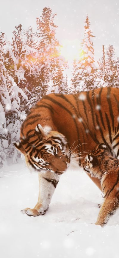 Fond d'écran iPhone Tiger With Cub 8k