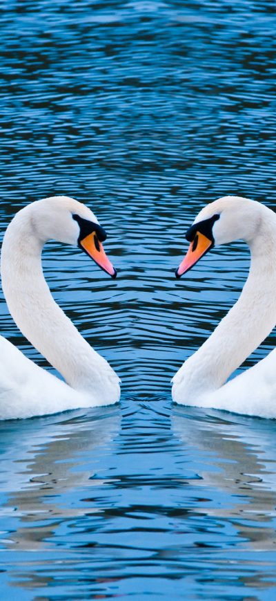 Fond d'écran iPhone Swan Love Birds
