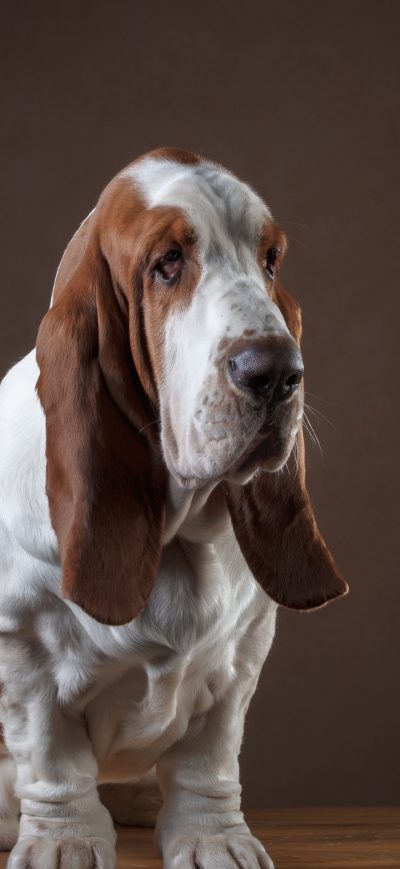 Fond d'écran Basset Hound sur iPhone
