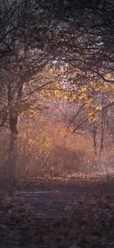 Fond d'écran iPhone Trees Branch Pathway Dark Autumn Forest Backlit