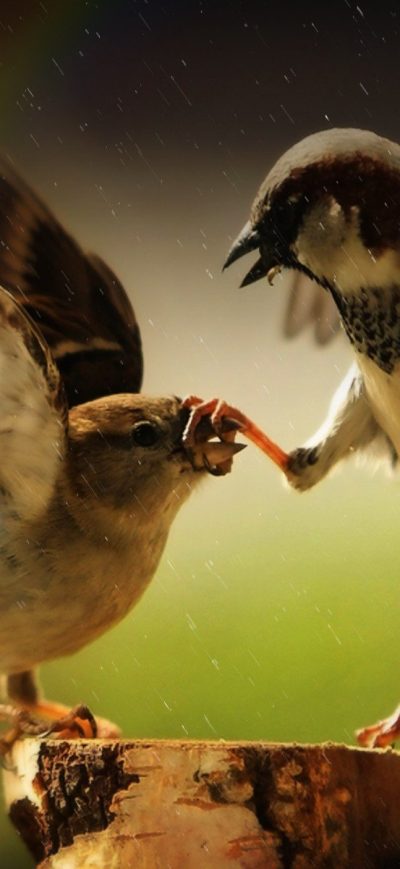 Fond d'écran Passerines sur iPhone
