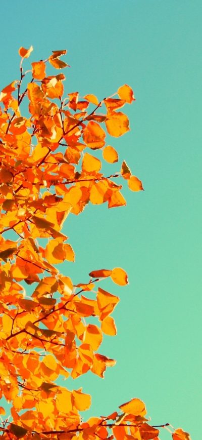 Fond d'écran iPhone Yellow Leaves